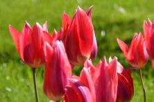 Boat & Bike Tulip Tour